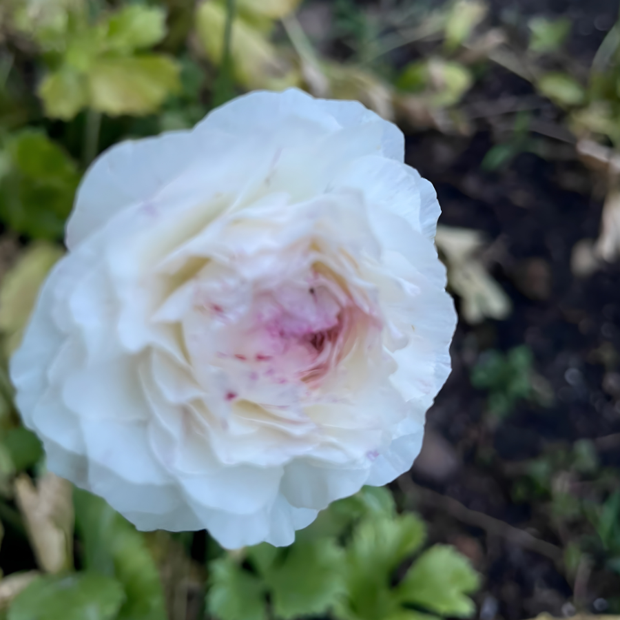 Elegance Ranunculus Corms; Bianco Sfumato- Pack of 10