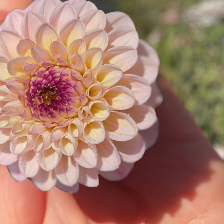 A delicate Wine Eyed Jill Dahlia held in hand, displaying its beautiful pink petals and unique shape. Available from The Happy Hour Flowers, this flower is featured in their Dahlia Tuber Sale and is perfect for arrangements and gardening.