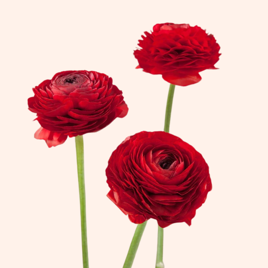 Elegance Ranunculus Rossa, Pack of 10