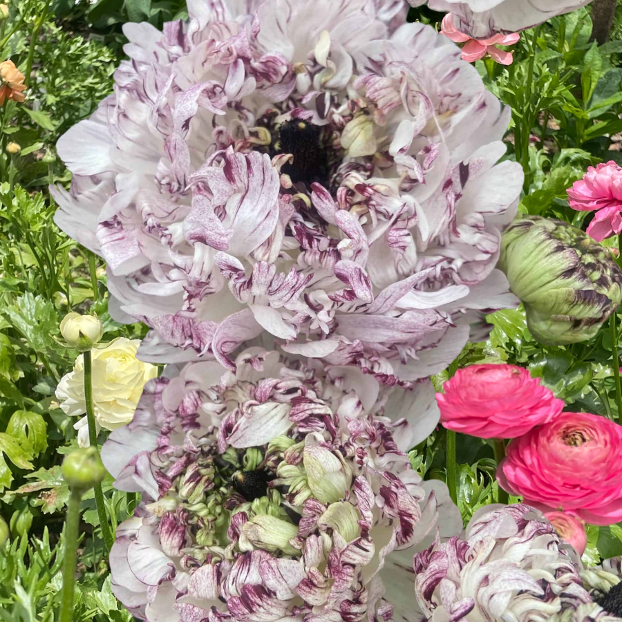 Seti Ranunculus Shop Brushmark Ranunculus Corms Now! – The Happy Hour Flowers