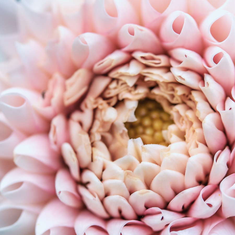 An artistic close-up of the inner petals of a pink dahlia flower, revealing its unique texture and structure. Perfect for floral enthusiasts. Order from The Happy Hour Flowers. Janick's Symphony Dahlia.