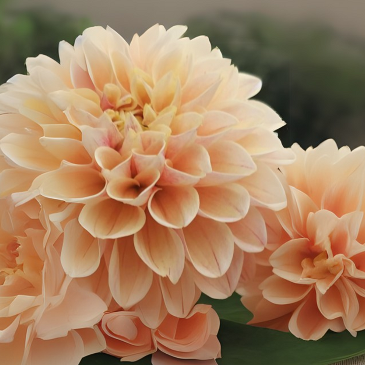 A mixed bouquet of Sweet Suzanne Dahlias featuring soft apricot petals and lush green leaves. This gorgeous selection from The Happy Hour Flowers is a must-have for anyone looking to enhance their garden with dahlia tubers. Celebrate the beauty of outdoor plants with these stunning and easy-to-grow flowers.