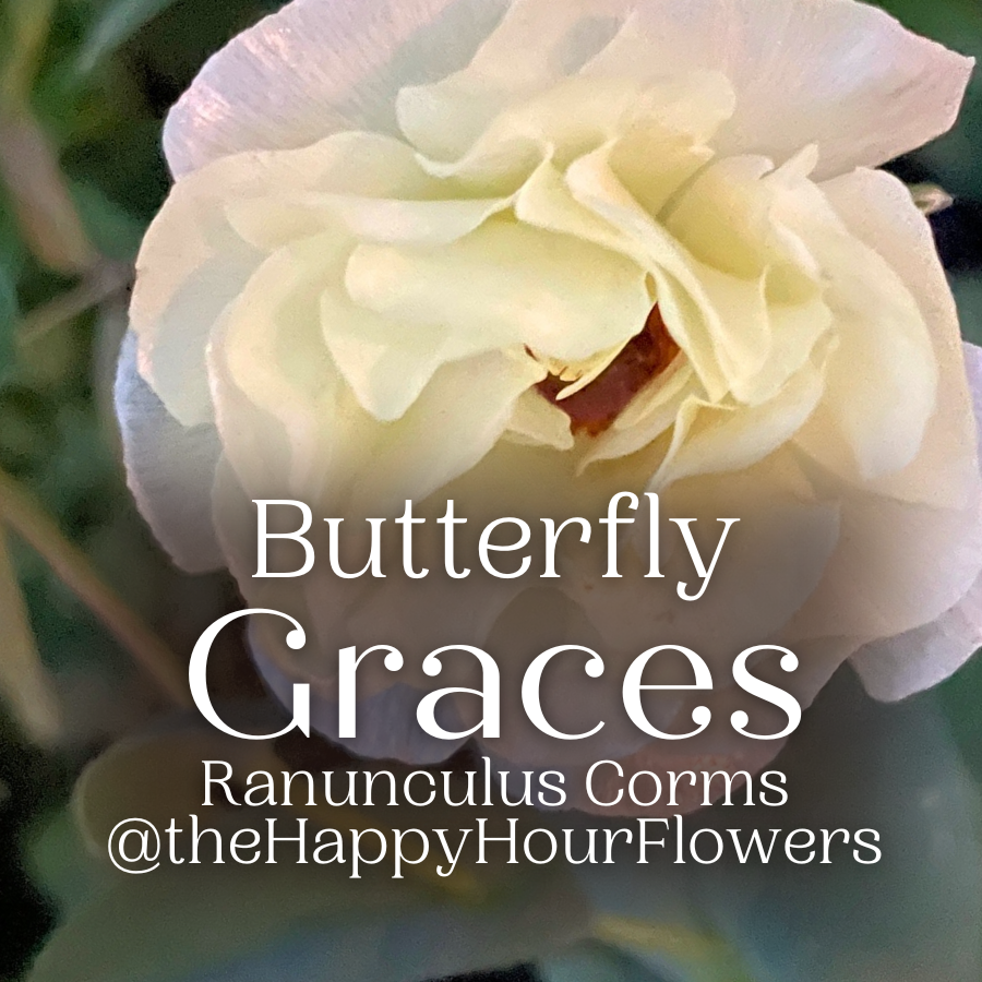 Charming view of a Graces Butterfly Ranunculus flower with a soft hue, elegantly captured by The Happy Hour Flowers to highlight its intricate detail.
