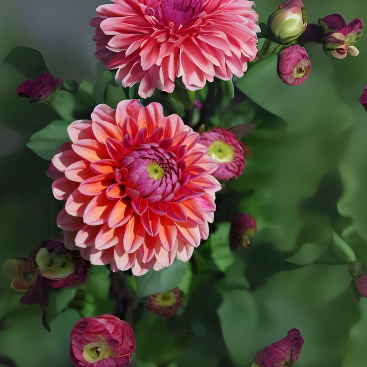 A cluster of blooming Daisy Duke Dahlias in shades of pink and orange, showcasing the rich colors associated with the Daisy Duke Dahlia Tuber by The Happy Hour Flowers.