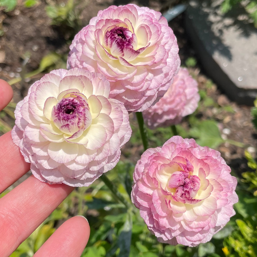 Elegance® Ranunculus Corms; Bianco Striato- Pack of 10 Corms