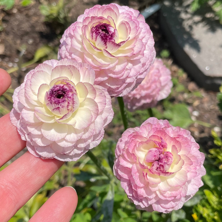 Elegance® Ranunculus Corms; Bianco Striato- Pack of 10 Corms