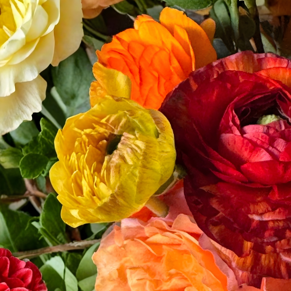 Elegance Ranunculus Corms; Giallo Striato- Pack of 10