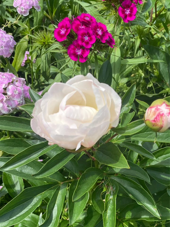 peony bare root alertie