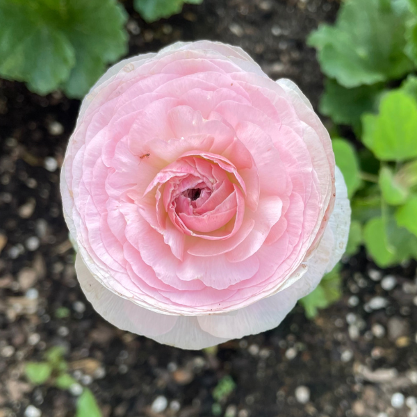 Clone Ranunculus Clone Ranunculus Corms - The Happy Hour Flowers – Page 2