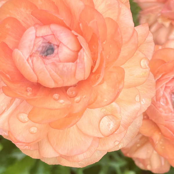 Close-up of a peach-colored flower with water droplets on petals.