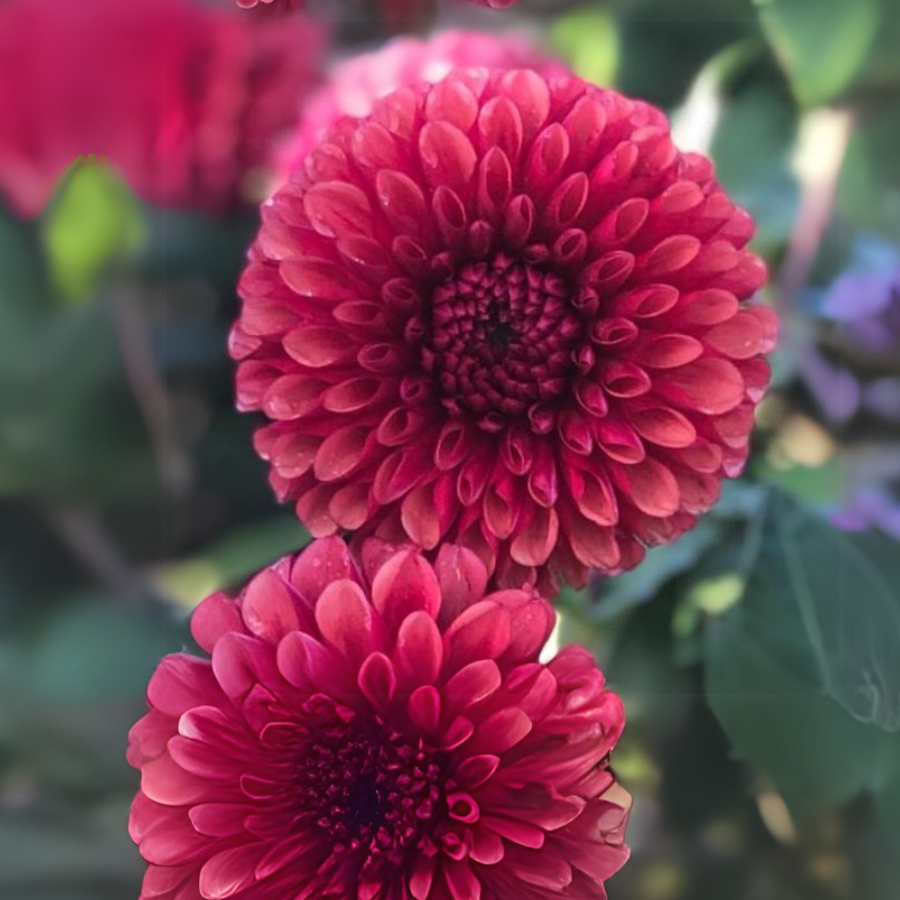 A close-up of the captivating Copper Boy Dahlia by The Happy Hour Flowers, revealing its multicolored petals in shades of amber and wine. This best-selling dahlia variety is a fantastic choice for any garden lover looking to enhance their plant collection with easy to grow flower bulbs.