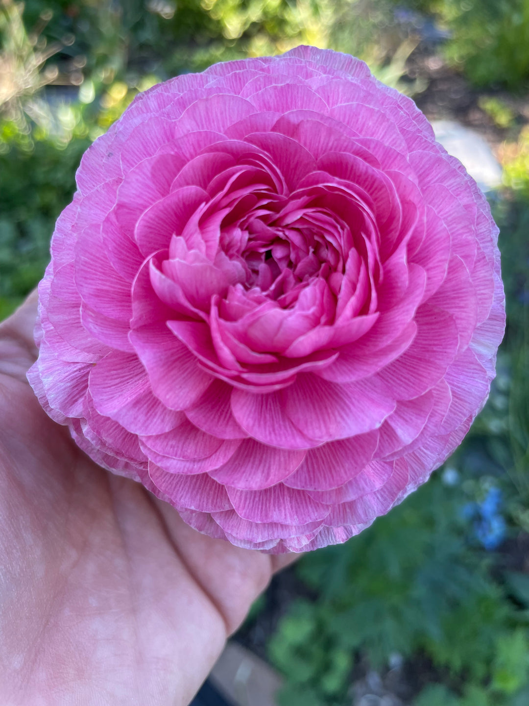 Mercury pink Romance Ranunculus