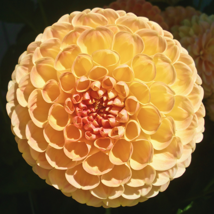 A Buttercup Dahlia blossom viewed from above, displaying its round shape and rich color. Suitable for any garden, the Tangerine Dream Dahlia Tuber from The Happy Hour Flowers stands out as a must-have among multicolored flower enthusiasts. Great for gardeners wanting beautiful blooms in their plant collections.