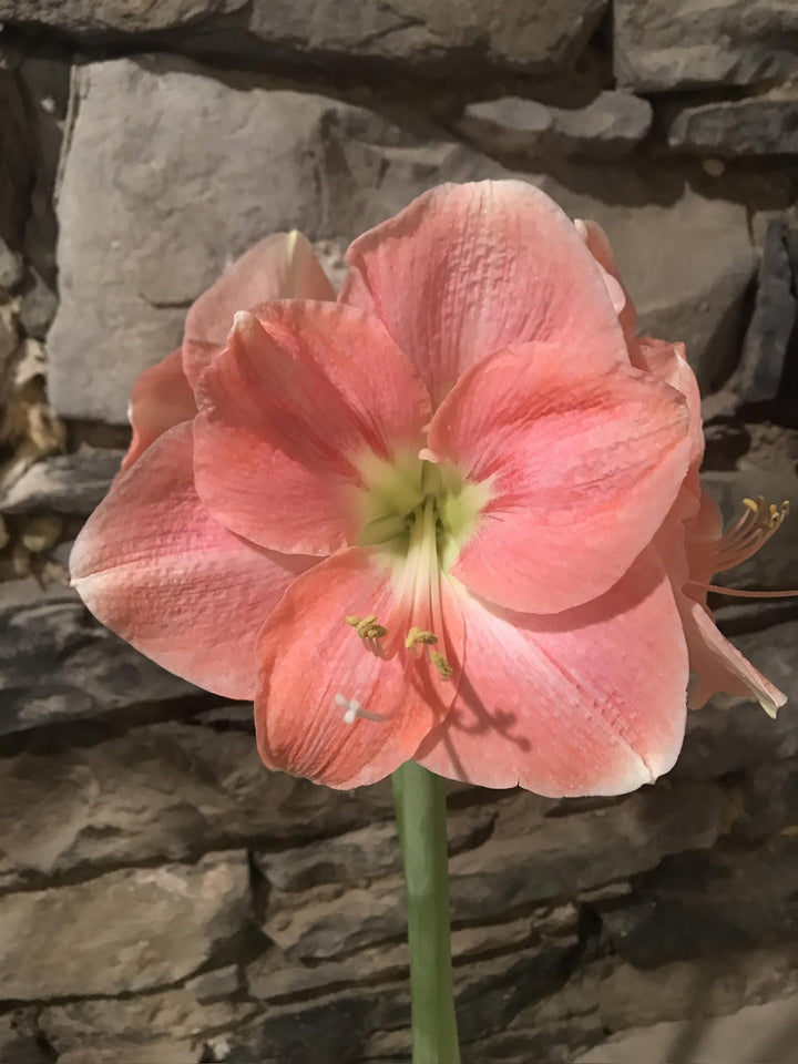 Amaryllis small pot