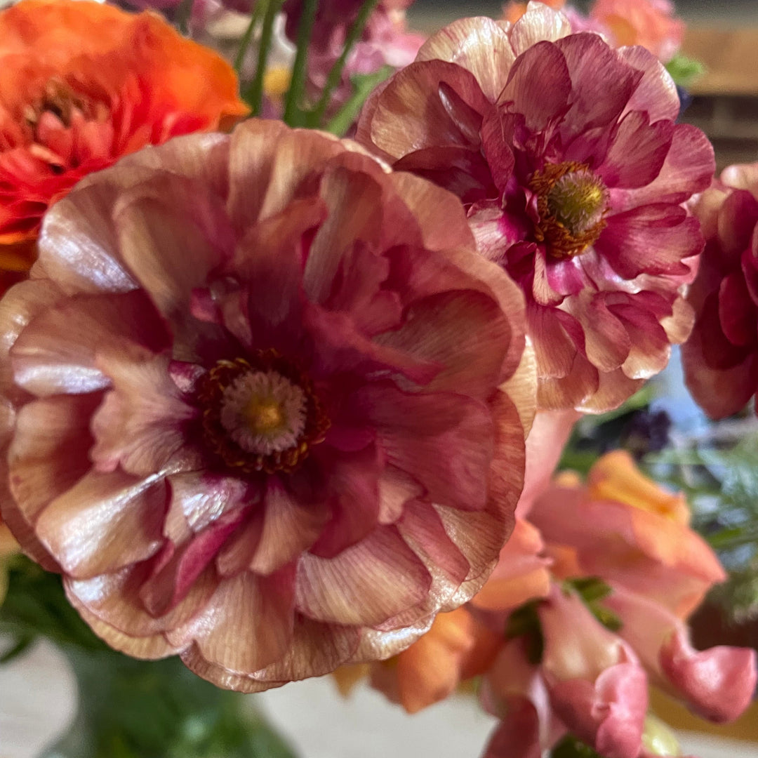 Butterfly Ranunculus Musa Corms - Limited Stock – The Happy Hour Flowers