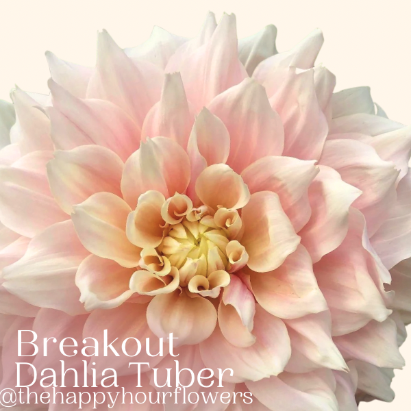 BreakOut dinner plate pink dahlia tuber