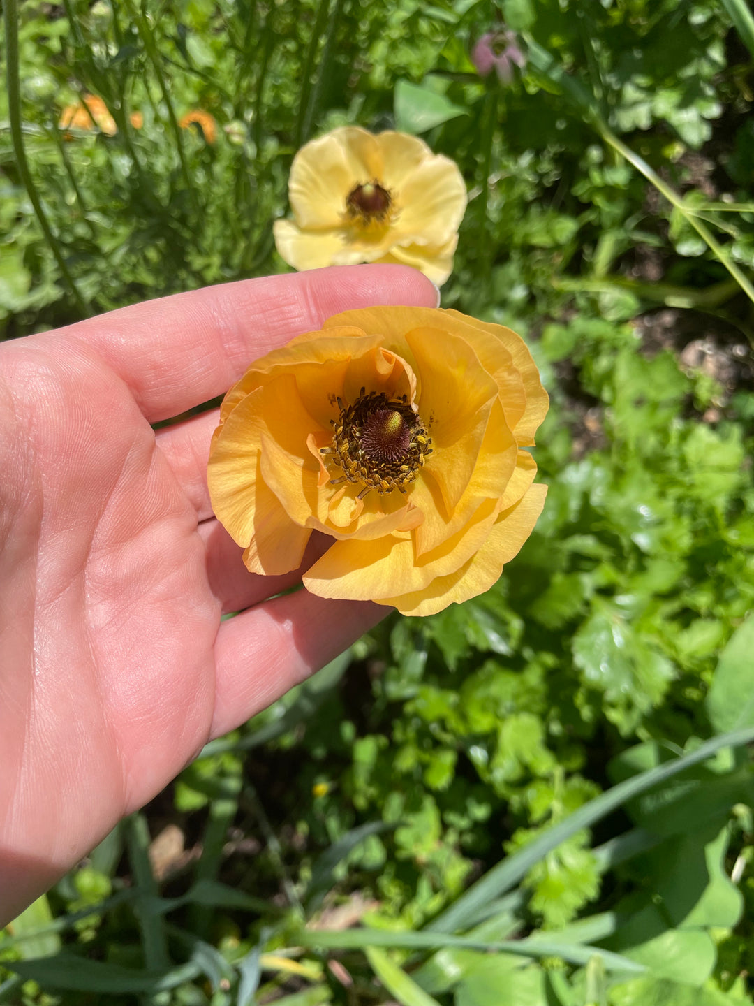 a hand holding a yellow flower in a garden