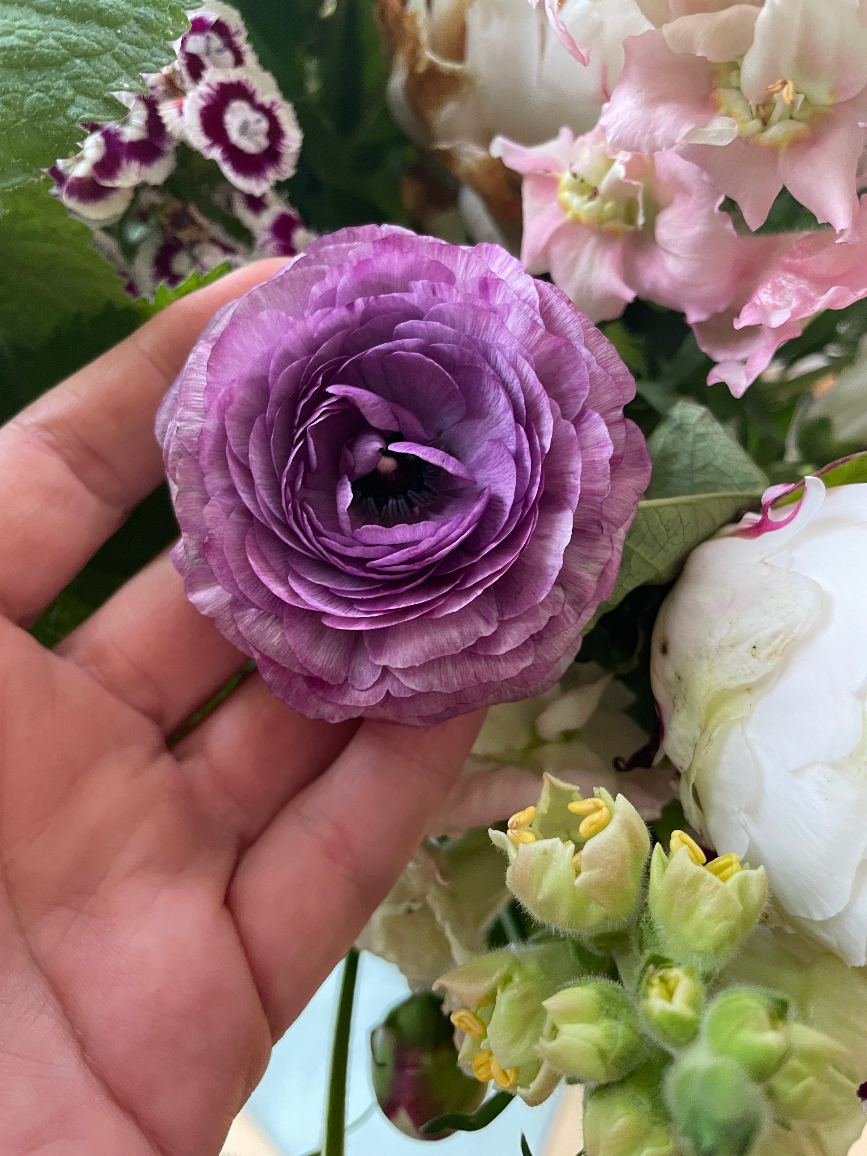Romance Ranunculus - Shop Now – The Happy Hour Flowers