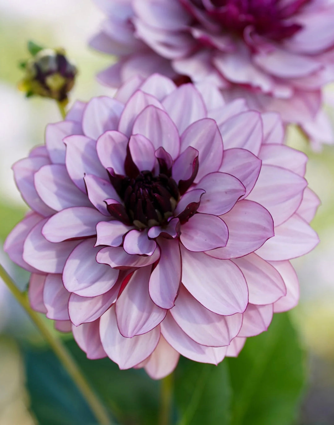 Crème de Cassis purple dahlia