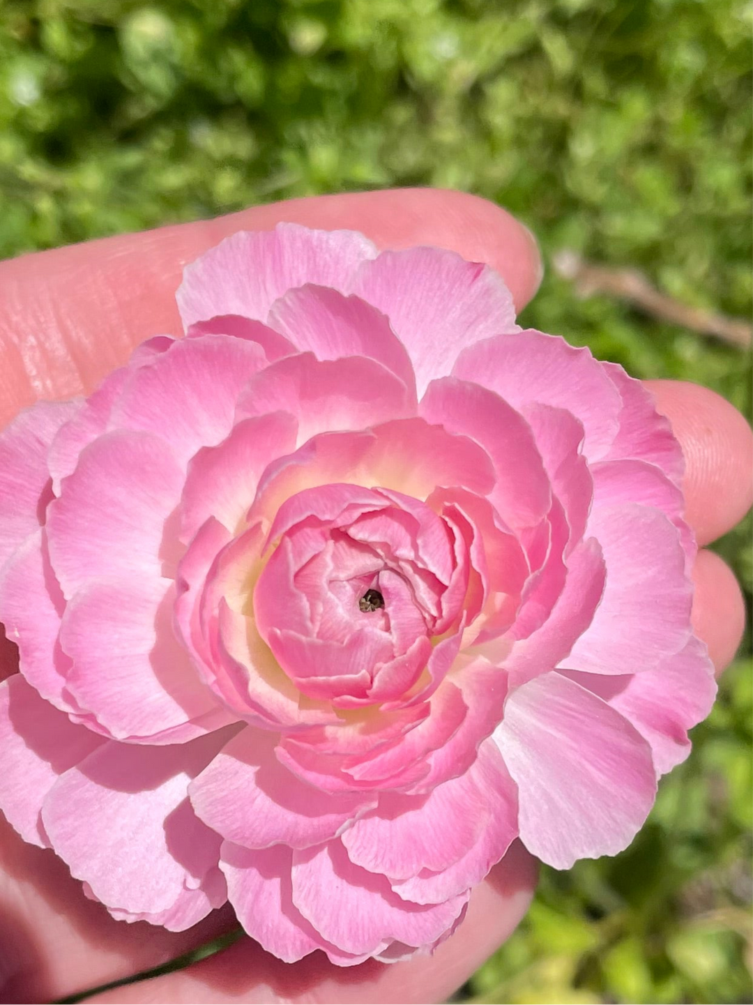 a person holding a pink flower in their hand