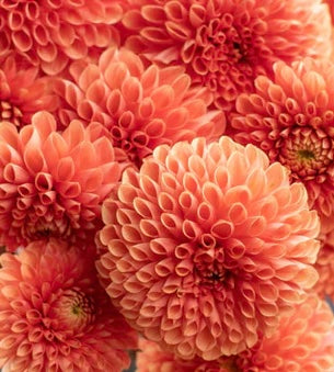 Jowey Linda Pink apricot Ball Dahlia