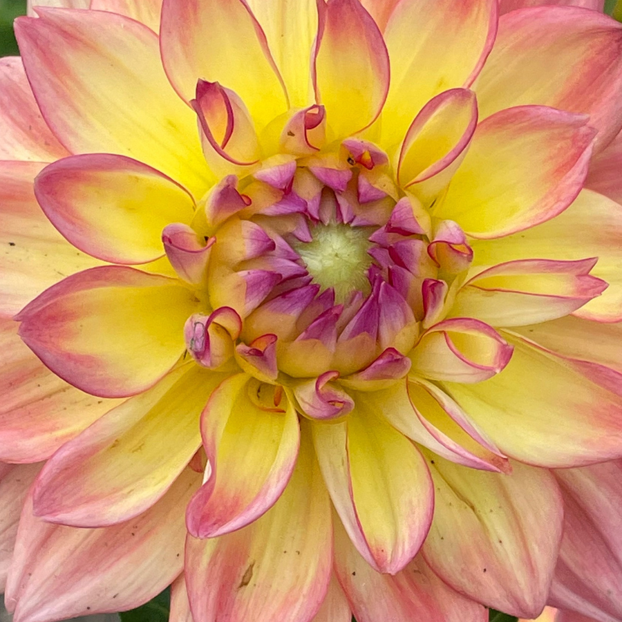 A beautiful center view of Wanda's Aurora Dahlia Tuber by The Happy Hour Flowers, showcasing the delightful pink and yellow hues of this large cut flower.