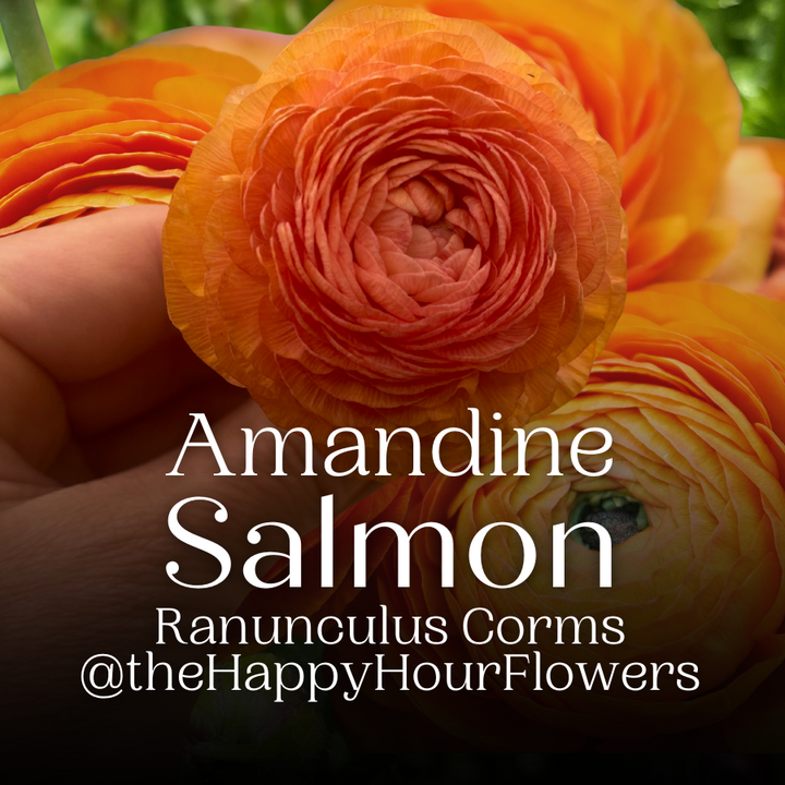 Amandine Ranunculus Corms Salmon available at The Happy Hour Flowers, featuring a beautiful cluster of orange and coral ranunculus blooms, perfect for enhancing floral displays.
