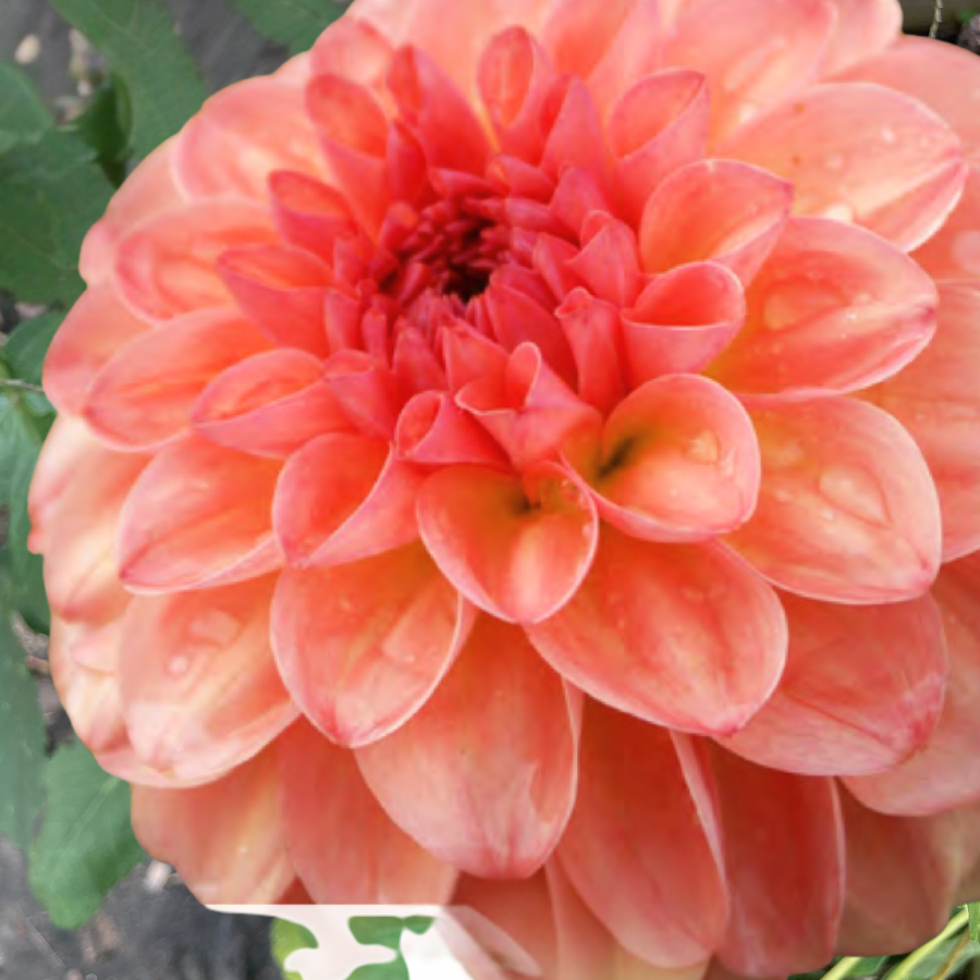 A stunning close-up of a bright orange dahlia, highlighting the Sebastian Dahlia Tuber from The Happy Hour Flowers. This exquisite flower is perfect for florists and flower farmers looking for vibrant dahlia tubers for planting.