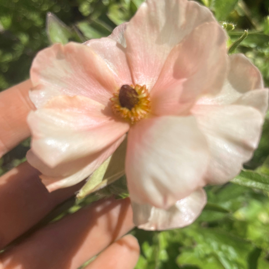 Hand holding a delicate Hestia Butterfly Ranunculus flower, featuring soft pink and ivory hues, from The Happy Hour Flowers.