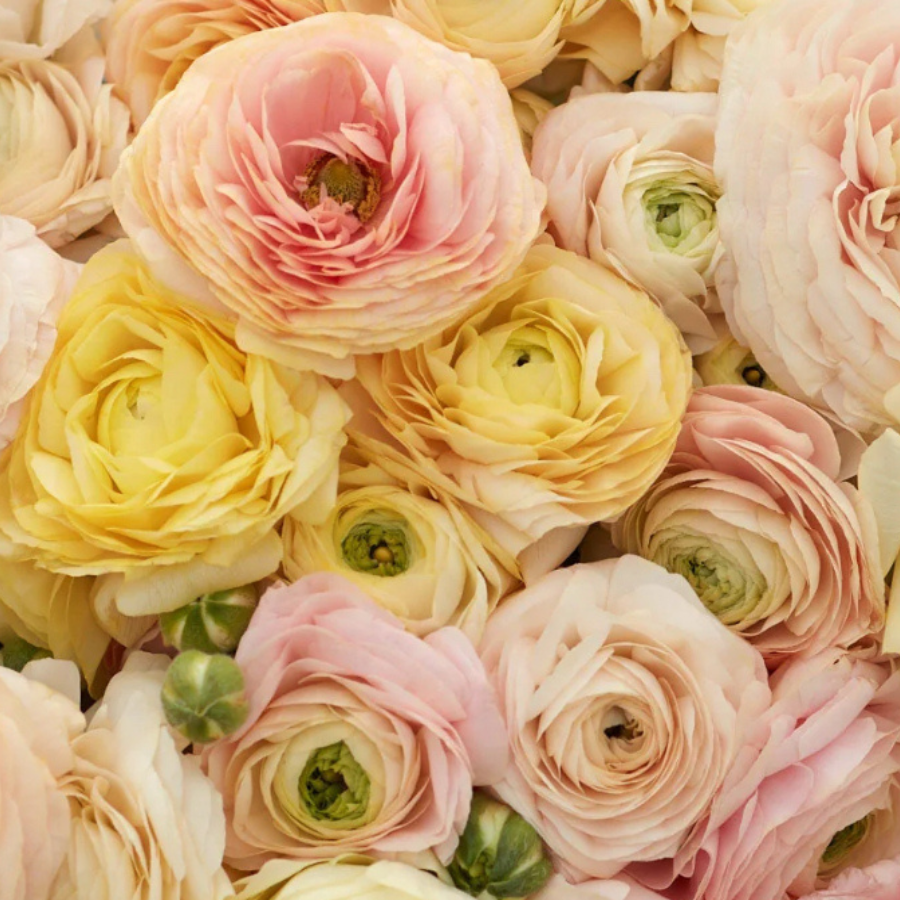 Gorgeous pastel shades of Half-Clone Ranunculus flowers from The Happy Hour Flowers create a dreamy floral display. Perfect for weddings and cut flower growers, these blooms come from corms available for sale and planting in Arlington. Enhance your garden with Half-Clone Ranunculus.