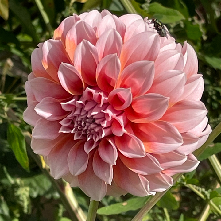 A close-up of a Peaches Dahlia flower captured in natural light, revealing its intricate petal arrangement and beautiful color gradations. This bloom, available from The Happy Hour Flowers, serves as an exceptional choice for any garden enthusiast. Embrace the splendor of these easy to grow dahlias, perfect for enhancing your colorful flower collection.