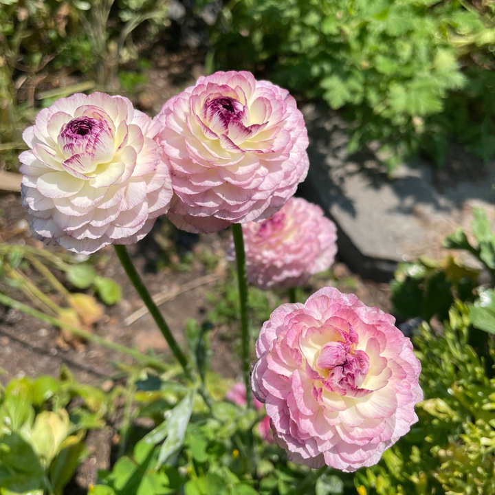 Elegance® Ranunculus Corms; Bianco Striato- Pack of 10 Corms