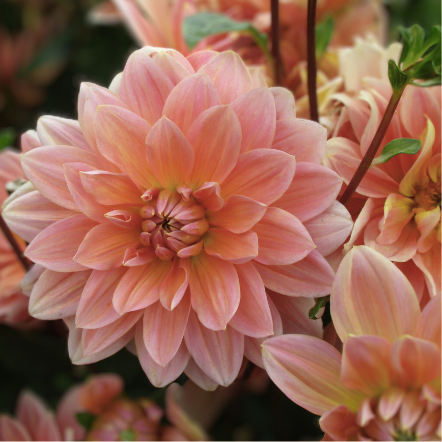 A close-up view of a Yelno Harmony Dahlia flower with intricate petal details in soft peach and pink, available from The Happy Hour Flowers.