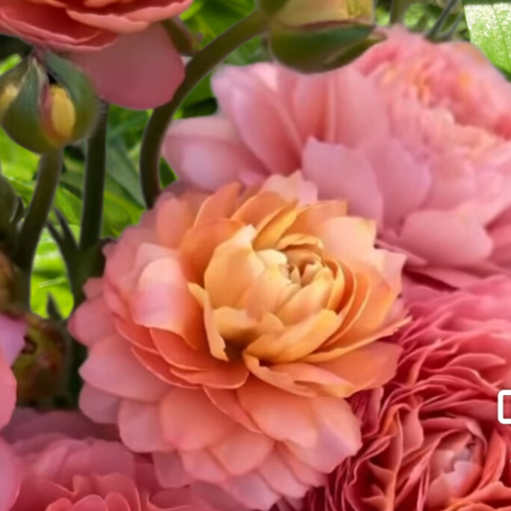 a close up of a bunch of flowers