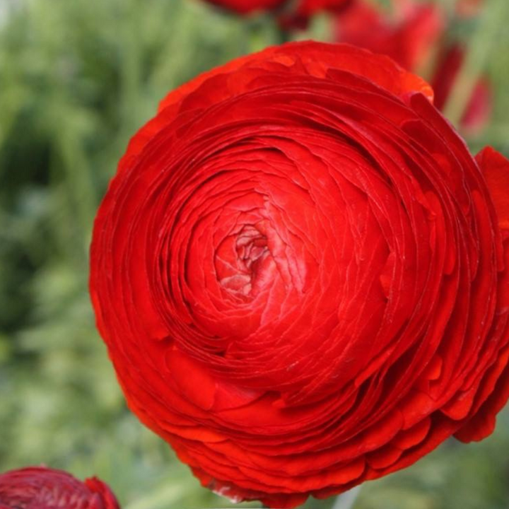 Elegance Ranunculus Rossa, Pack of 10