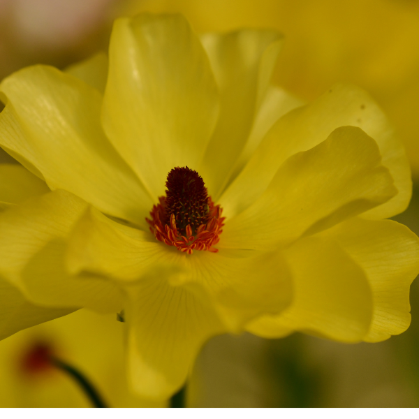 Butterfly Ranunculus Corms; Artemis- Pack of 5