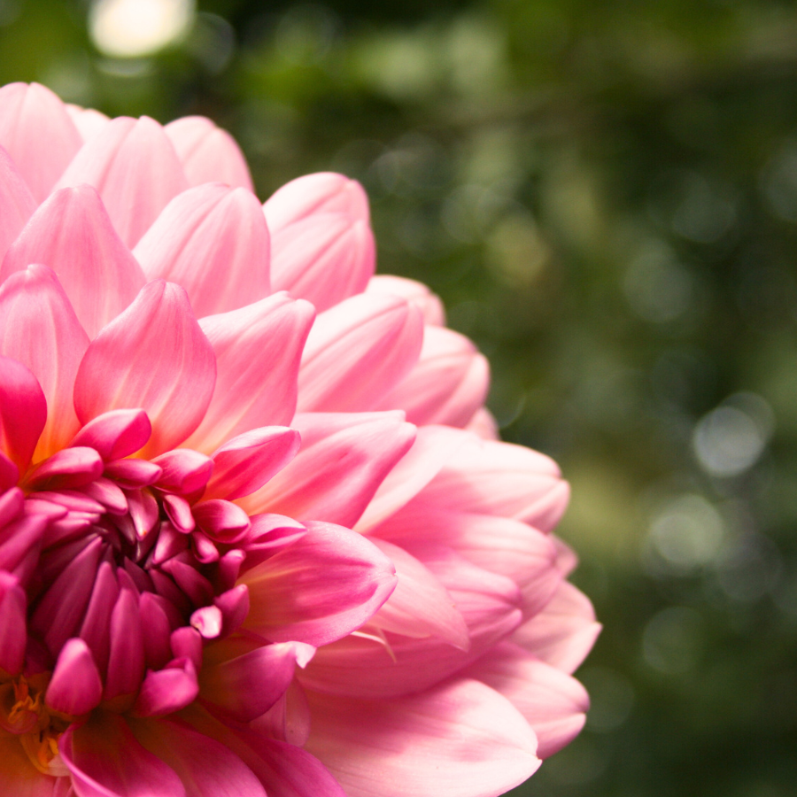 Two gorgeous Sweet Sanne Dahlia Tubers stand tall, capturing the essence of spring with their rich blush hues. These delightful dahlias from The Happy Hour Flowers are perfect for adding vibrant colors and beauty to any outdoor plant collection.