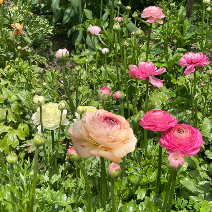 Orleans Romance Ranunculus corms for sale