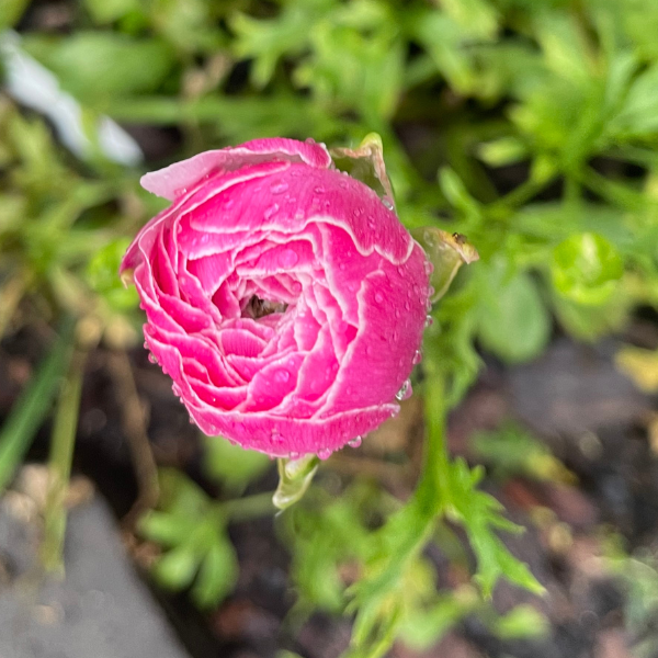 Amandine Ranunculus Corms; Porcelaine- Pack of 10