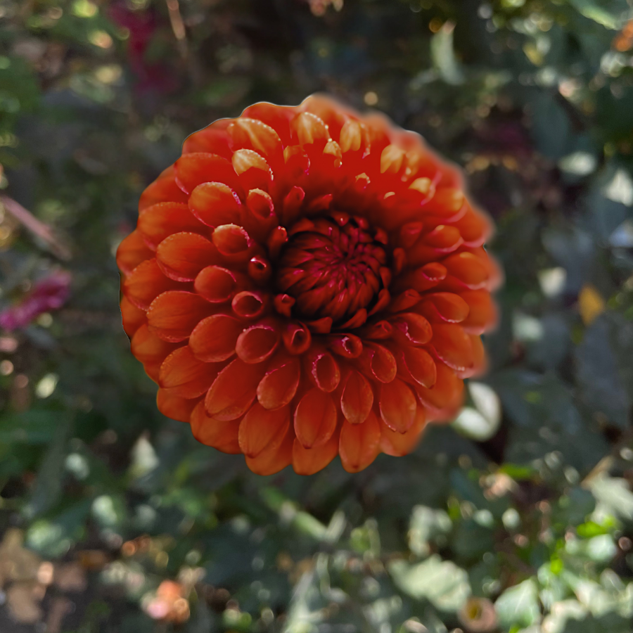 A close-up image of a vibrant Brown Sugar Dahlia flower, surrounded by lush greenery. This photograph represents The Happy Hour Flowers' Tangerine Dream Dahlia Tuber and emphasizes its striking appearance, making it a best seller among colorful flowers. Ideal for multicolored garden blooms, this easy-to-grow dahlia variety brings joy to both novice and expert gardeners, enhancing their outdoor plants collection.