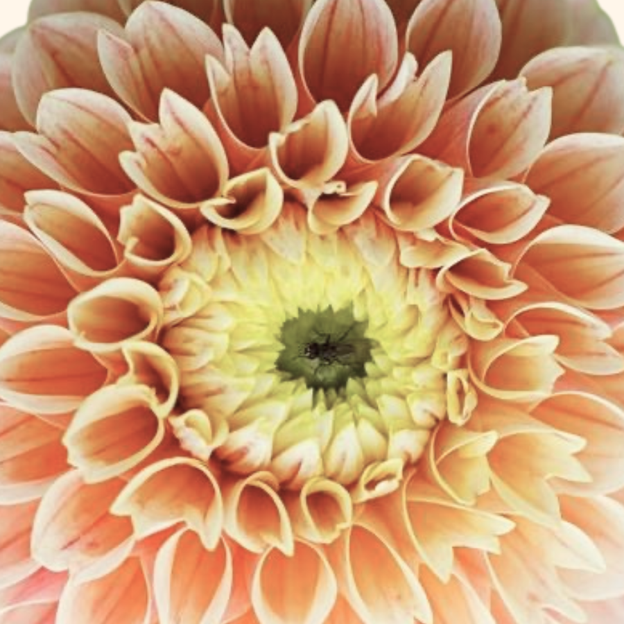 A close view of multiple Sweet Suzanne Dahlias in soft shades of apricot, captured with a background of soft greens. This pretty arrangement from The Happy Hour Flowers is perfect for anyone interested in flower bulbs and garden blooms. Known for their beauty, these dahlias are a best seller among plant collections.