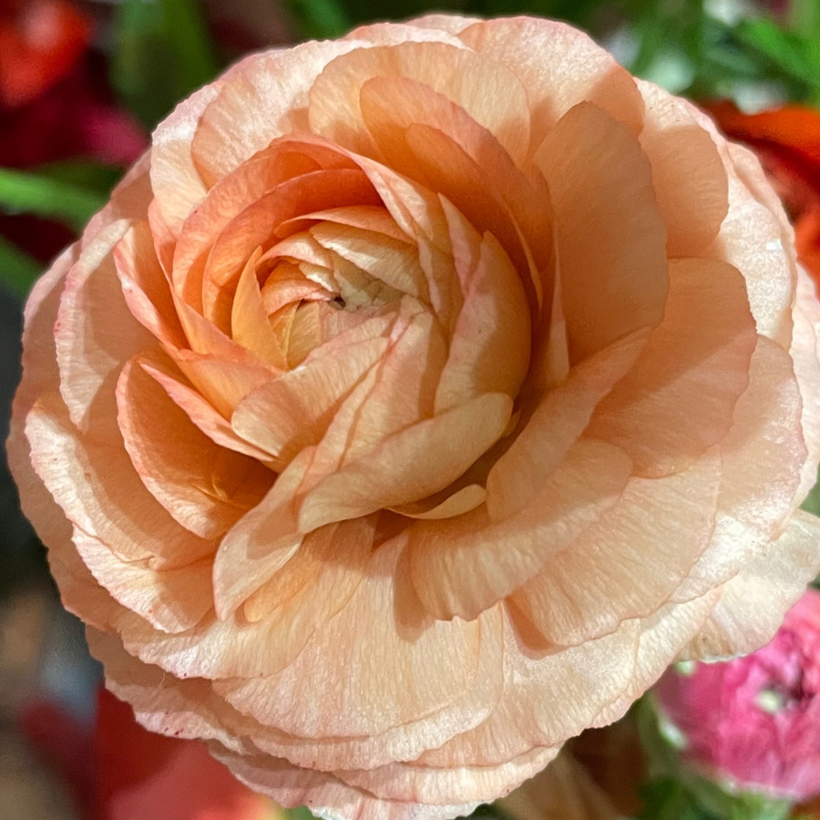 Radiant close-up of a soft peach Romance Ranunculus flower with rich petal layers, offered by The Happy Hour Flowers; Romance Ranunculus Corms - Pack of 5.