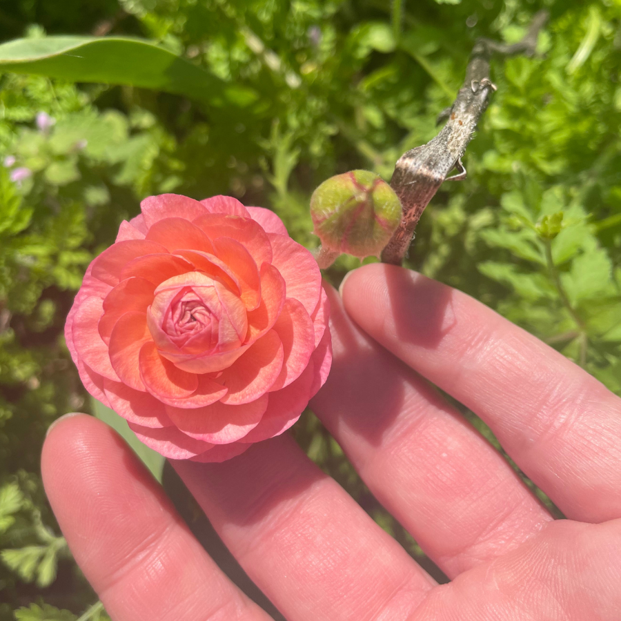 a person holding a pink flower in their hand