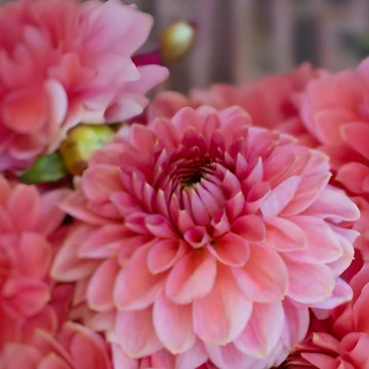 Close-up of the Askwith Minnie Dahlia Tuber from The Happy Hour Flowers, showcasing its large mauve pink blooms with a ball-shaped form and pointed petals.