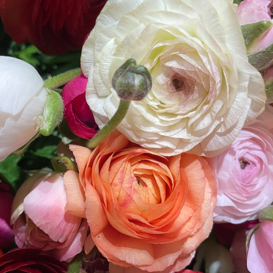 Elegance Ranunculus Corms; Bianco Sfumato- Pack of 10