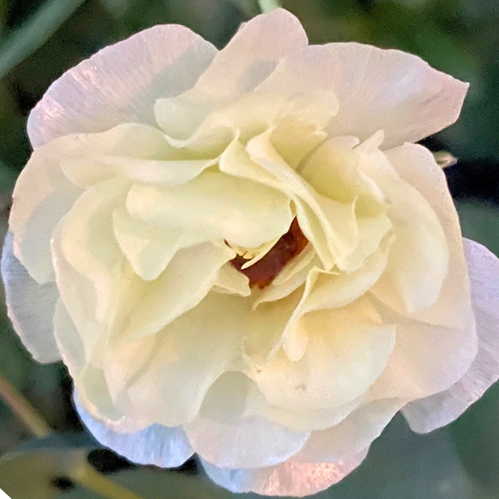 Stunning close-up of a light-colored Graces Butterfly Ranunculus petal from The Happy Hour Flowers, highlighting its unique texture and beauty.