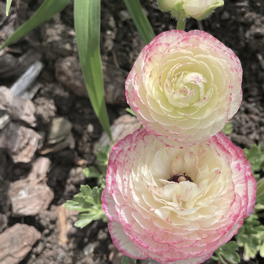 elegance ranunculus Bianco Sfumato