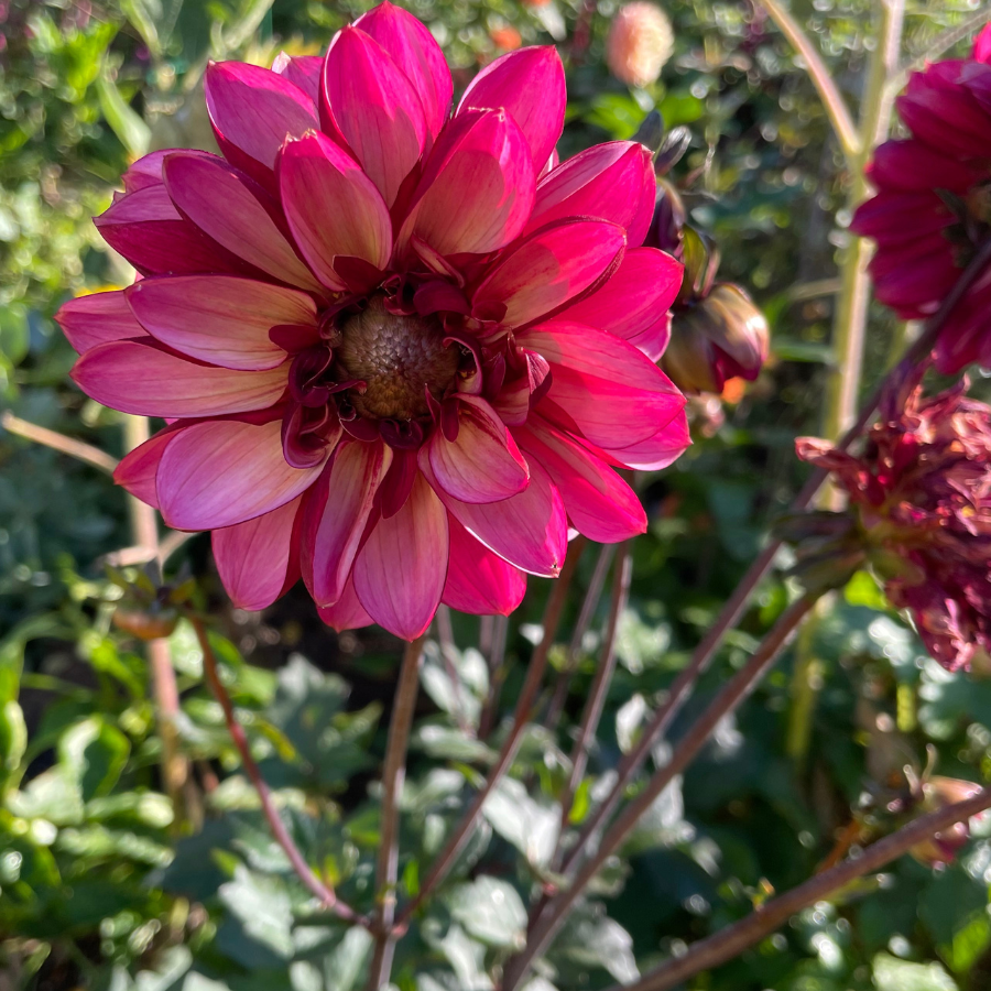 A vibrant Senior's Hope Dahlia flower growing outdoors, showcasing its striking blush and burgundy petals. This beautiful flower is part of the collection from The Happy Hour Flowers.