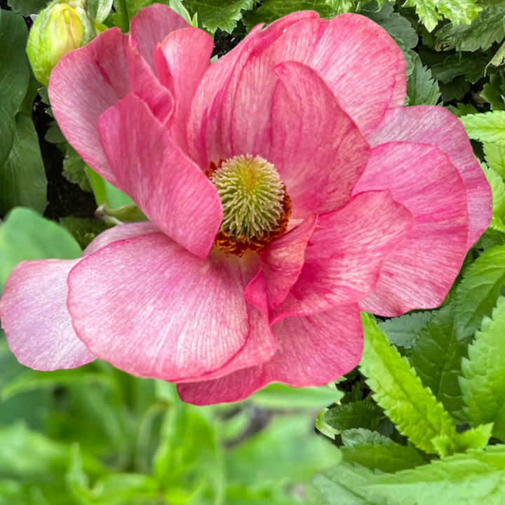 Beautiful pink Lycia Butterfly Ranunculus blossom with a lush green background, perfect for adding charm to any garden, offered by The Happy Hour Flowers.