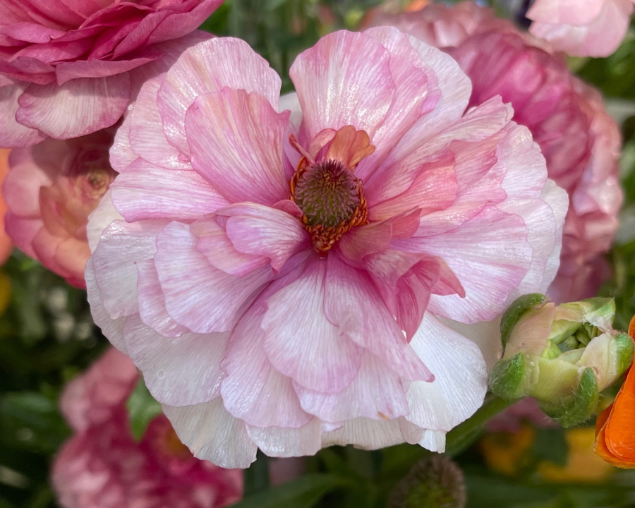 Ariadne Butterfly Ranunculus Corms for Sale